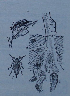 Майски бръмбар