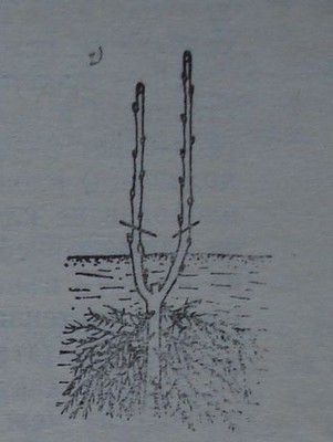 Резитба на касисово растение с две еднакво силни клонки