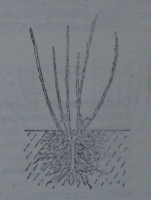 Резитба на касисово растение с две нееднакво силни клонки