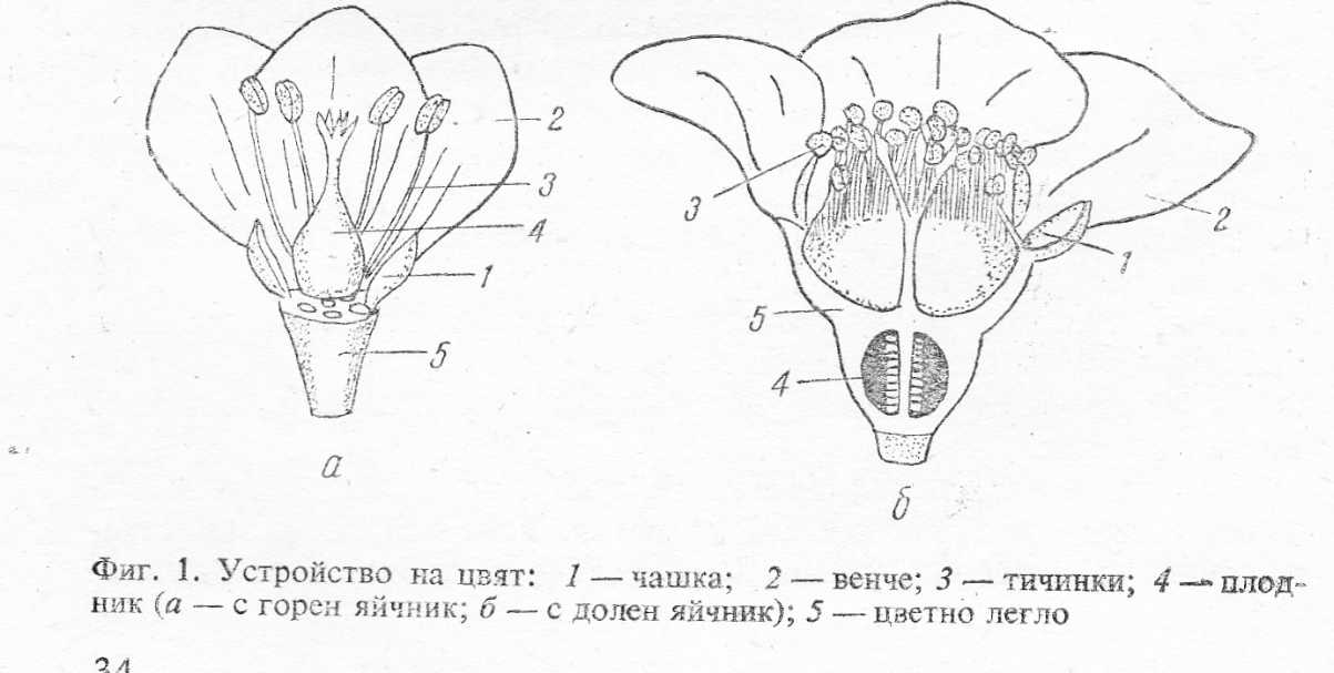 Устройство на цветовете