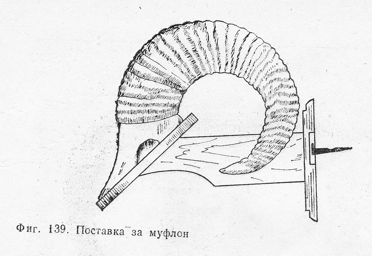 Поставка за муфлон