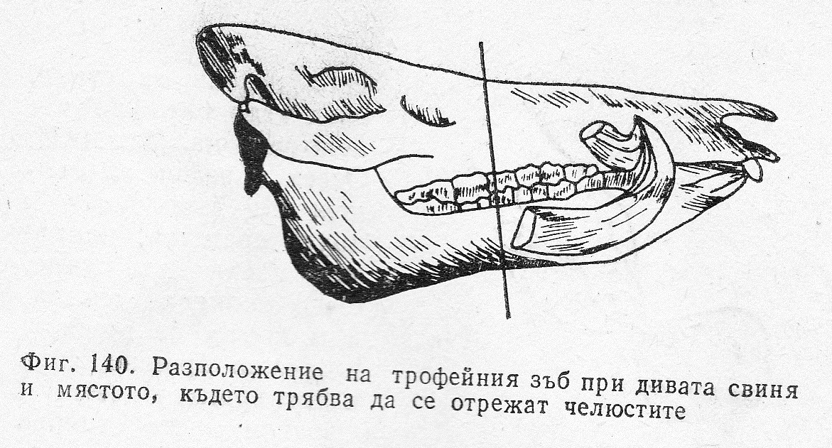 Трофеен зъб от дива свиня