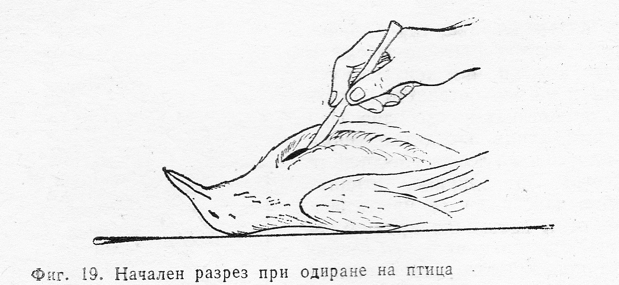 Начален разрез при одиране