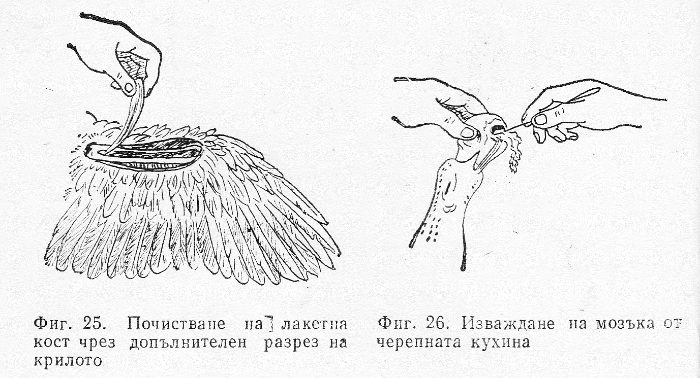 Почистване и изваждане на мозъка