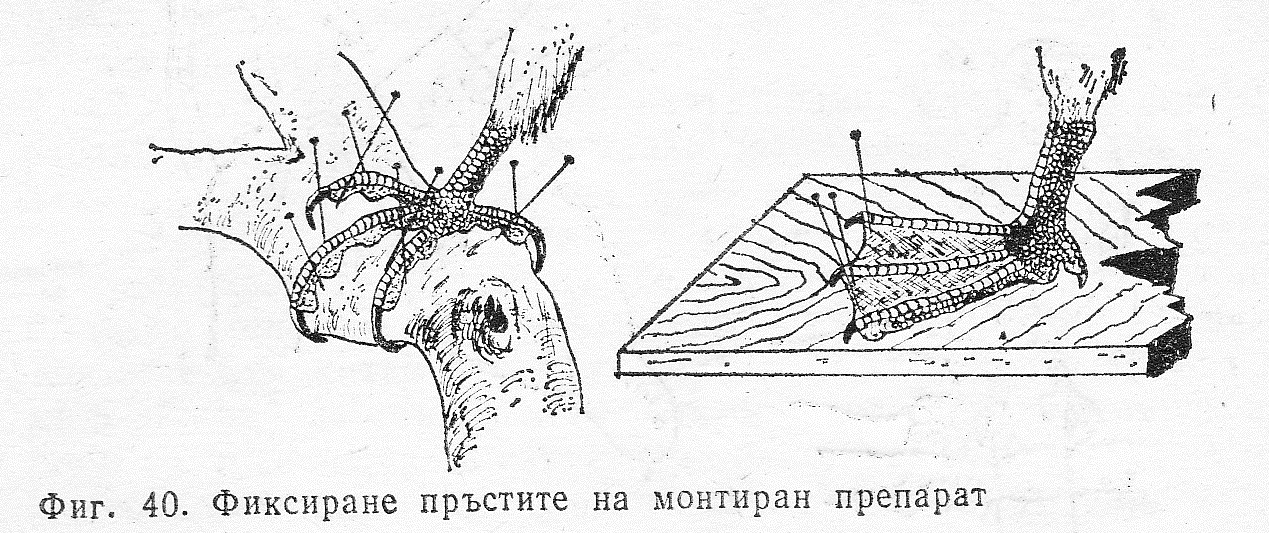 Фиксиране на пръстите