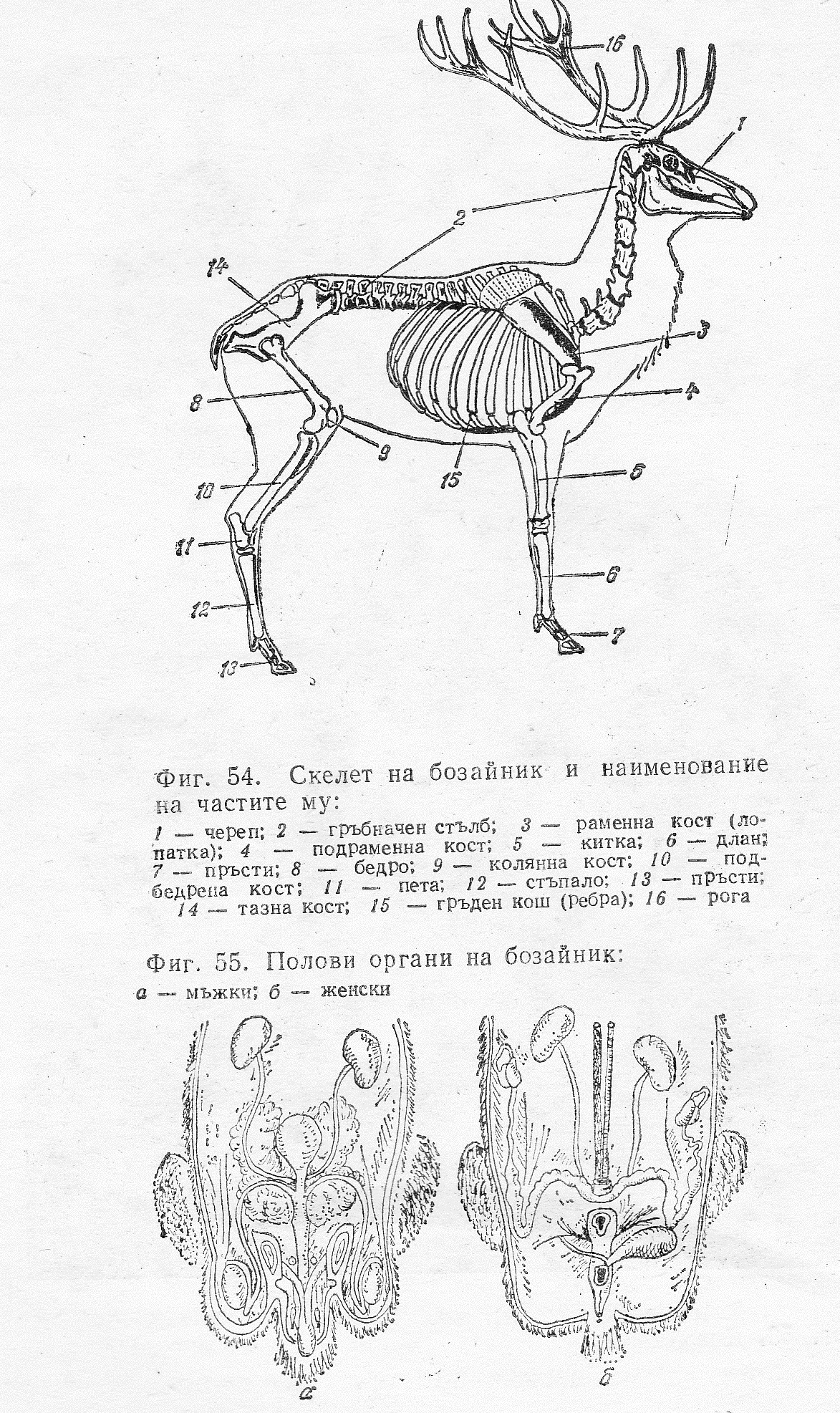 Скелет на бозайник