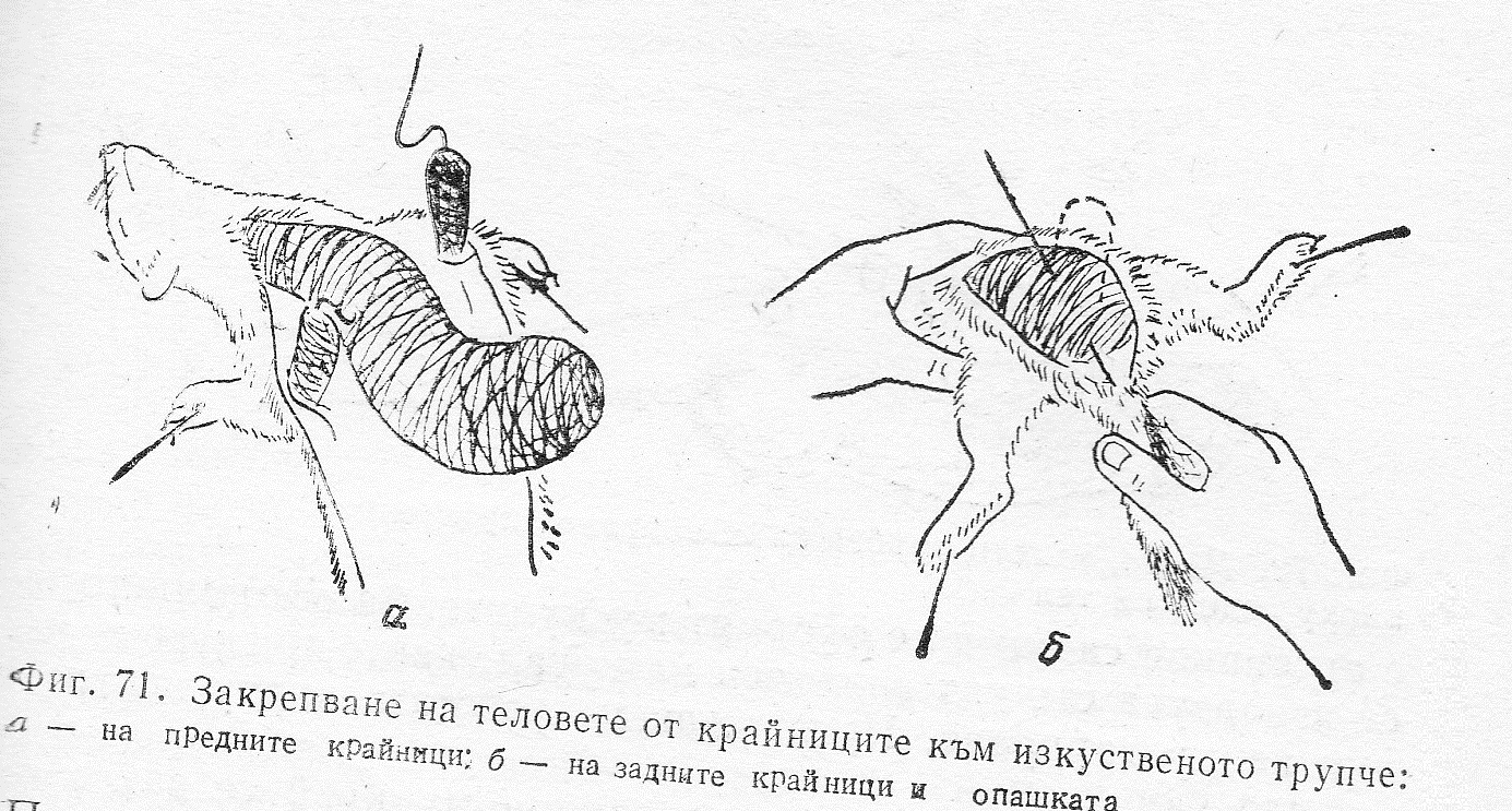 Закрепване на теловете