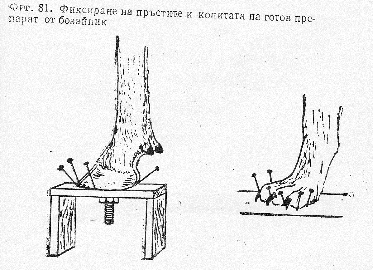 Фиксиране на пръстите и копитата