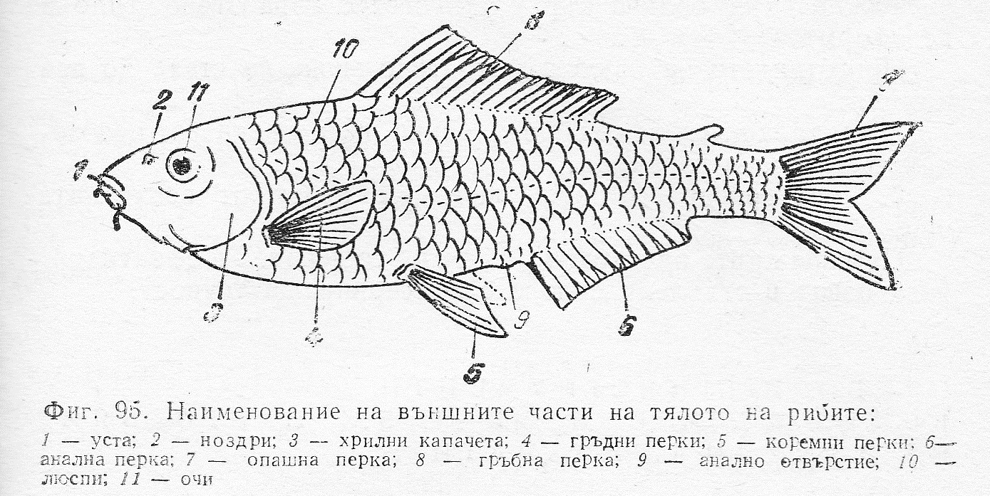 Части на тялото на рибите