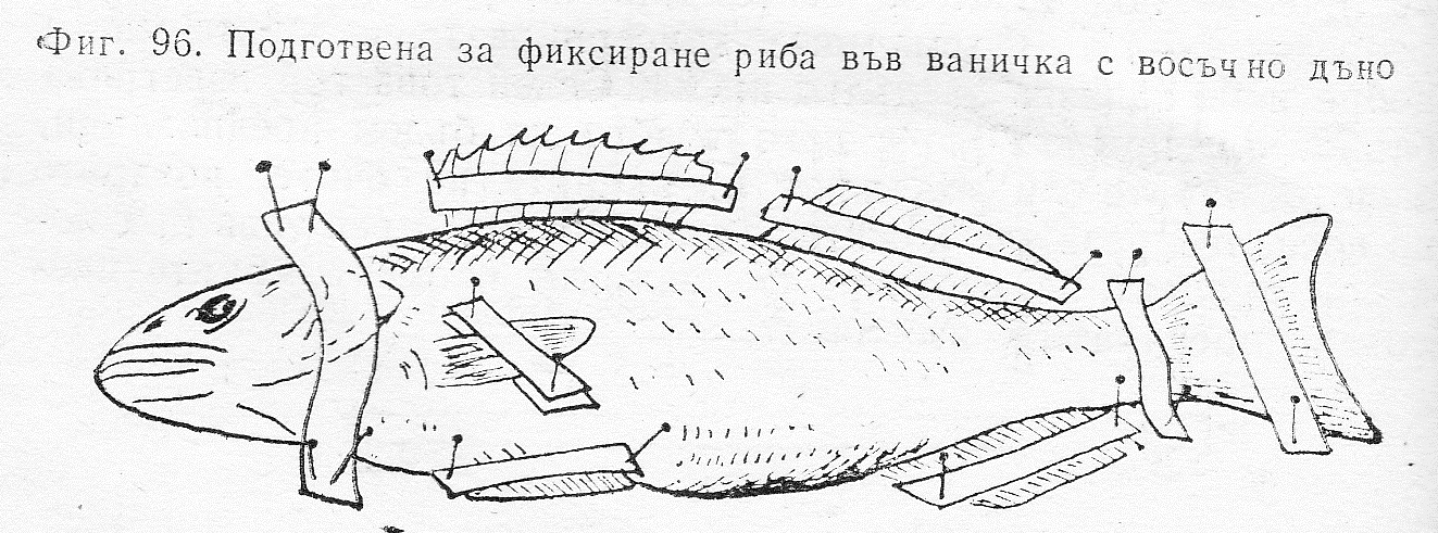 Подготвена за фиксиране риба