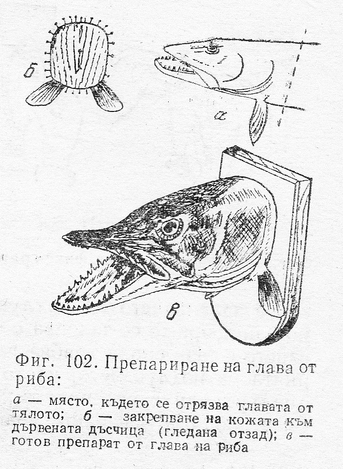 Препариране на глави на риби