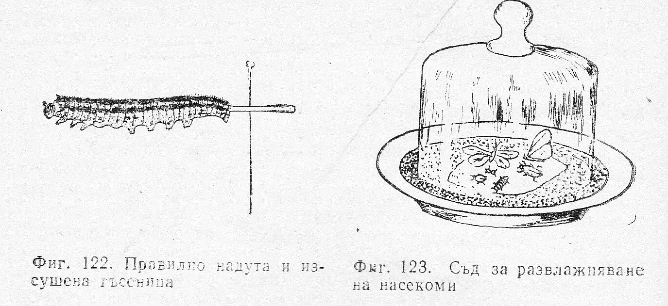 Съд за развлажняване на насекоми