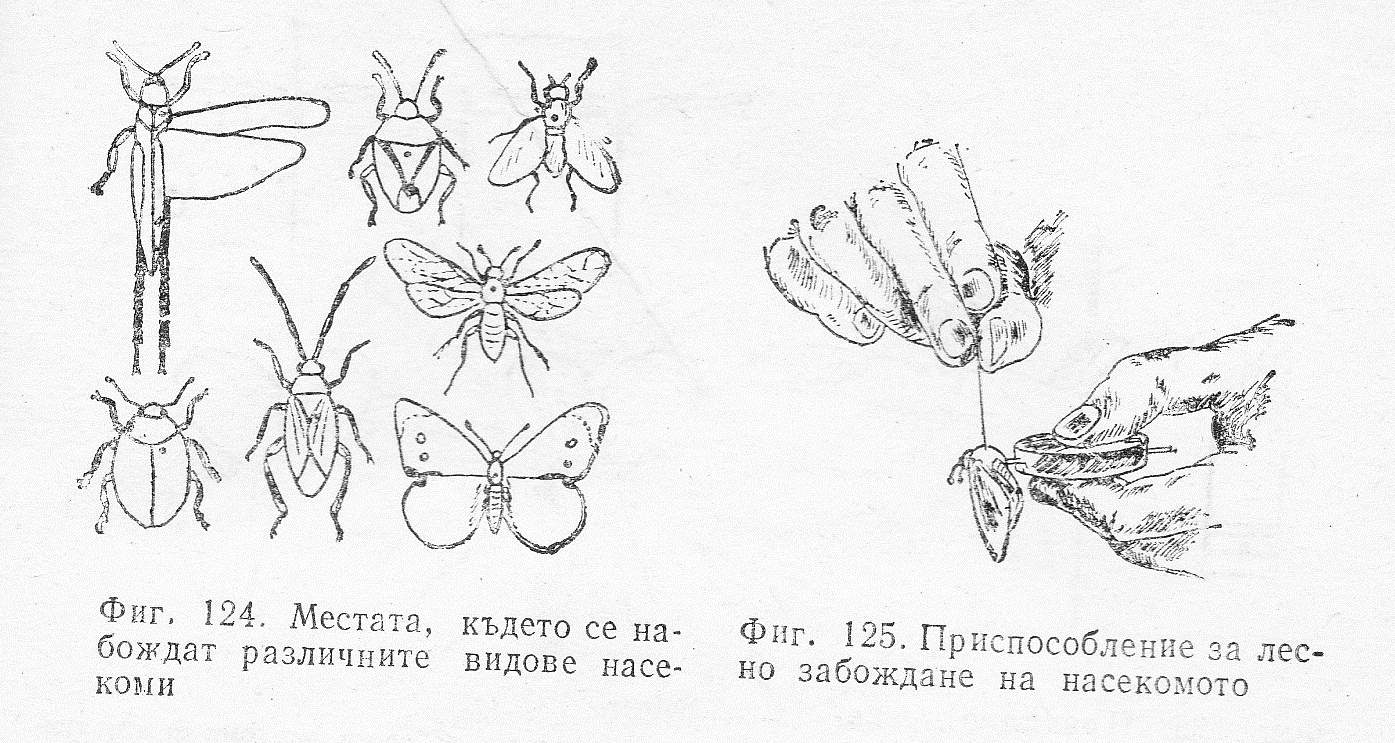 Забождане на насекоми