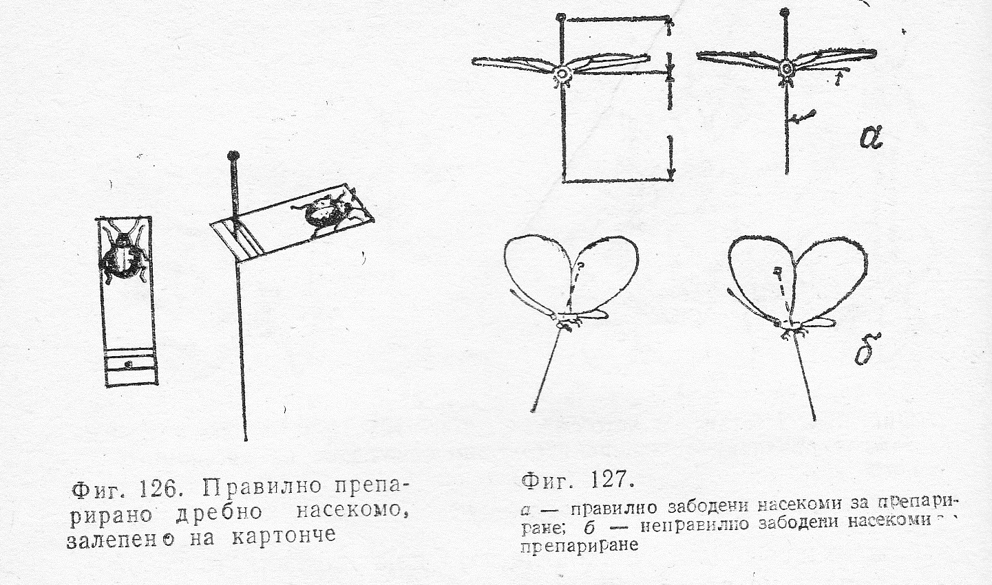 Насекомо на картонче