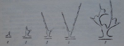 Развитие на къса клонка след плододаване