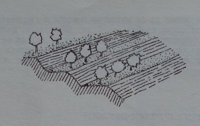 Овощни дървета, засадени на тераси Фиг. 36. Овощни дървета, засадени на тераси със с бетонни стени