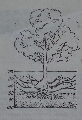 Влияние на нивото на подпочвената вода върху разпределението на корените