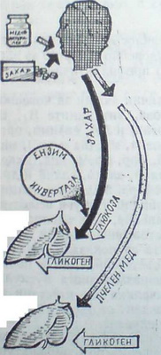 Захарта трябва да измините по-дълъг и труден път до черния дроб в сравнение с този на пчелния мед
