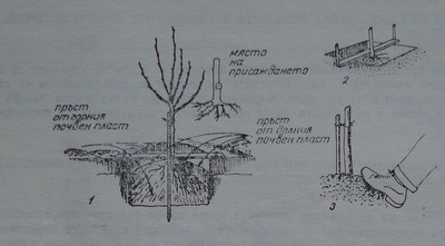 Засаждане на овощно дръвче.