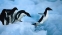 Зоопортал Бау Бау: пингвините са птици, но не летят