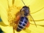 Дресирани пчели разпознават болните от рак
