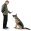 Портал за животни- как да накарате кучето си да ви слуша?