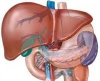 Чернодробен иктер – симптоми на автоимунното заболяване