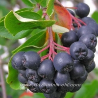 Отглеждане на Арония - Aronia melanocarpa - Овощен разсадник ЕЛИТ