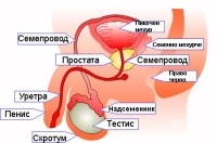 Странични ефекти от лечението при рак на простатата