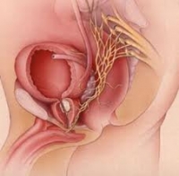 Тумор на простатата – обща информация за заболяването